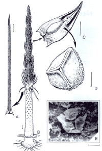 sem-shagov-v-paleozoe